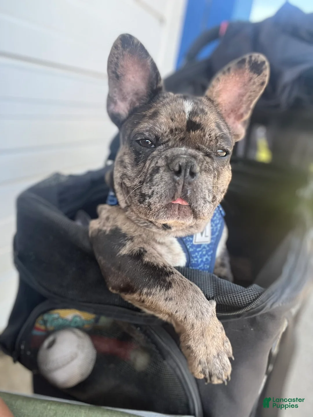 Gallery Image {{count}}