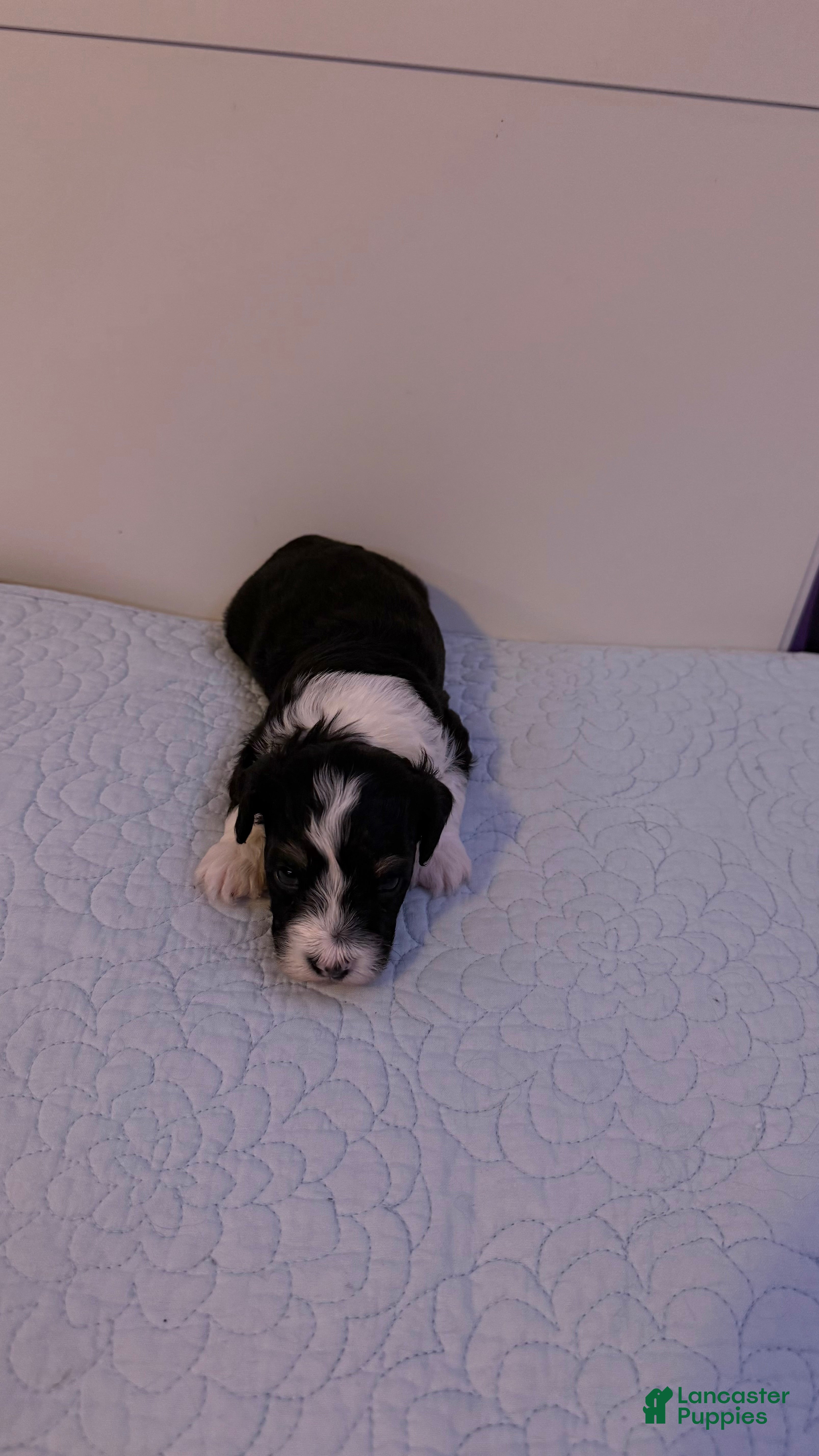 Mini Bernedoodle dogs Mini Poodle Puppy 2 - Ad 10