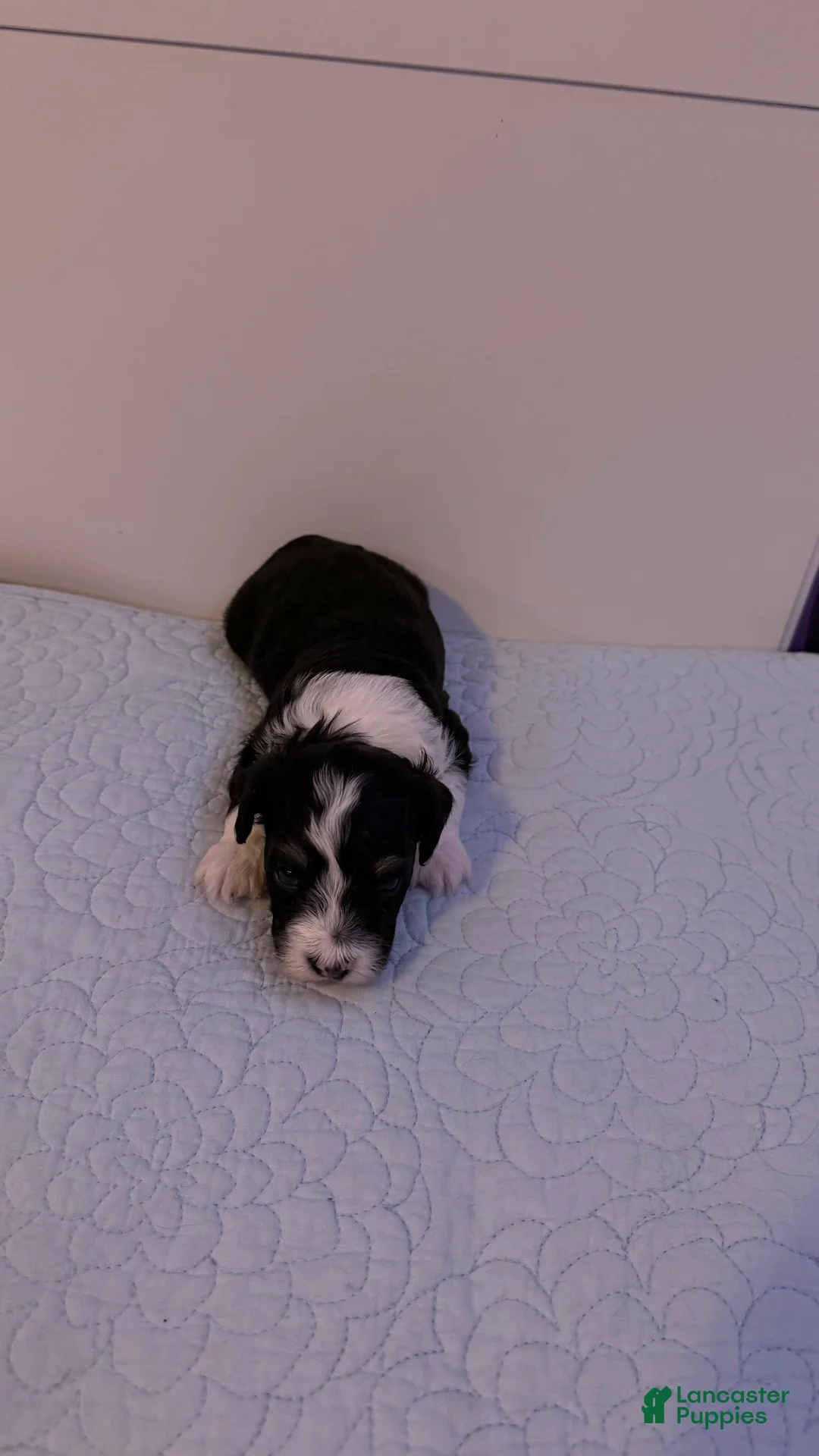 Mini Bernedoodle dogs for sale: Mini Poodle Puppy 2 - Ad 1
