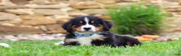 Bernese Mountain Dog dogs for sale: Bobby - Ad 3