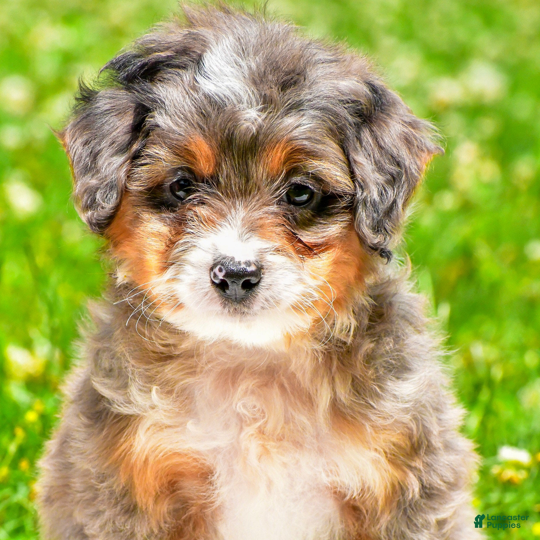 Mini Aussiedoodle dogs Griffin - Ad 1