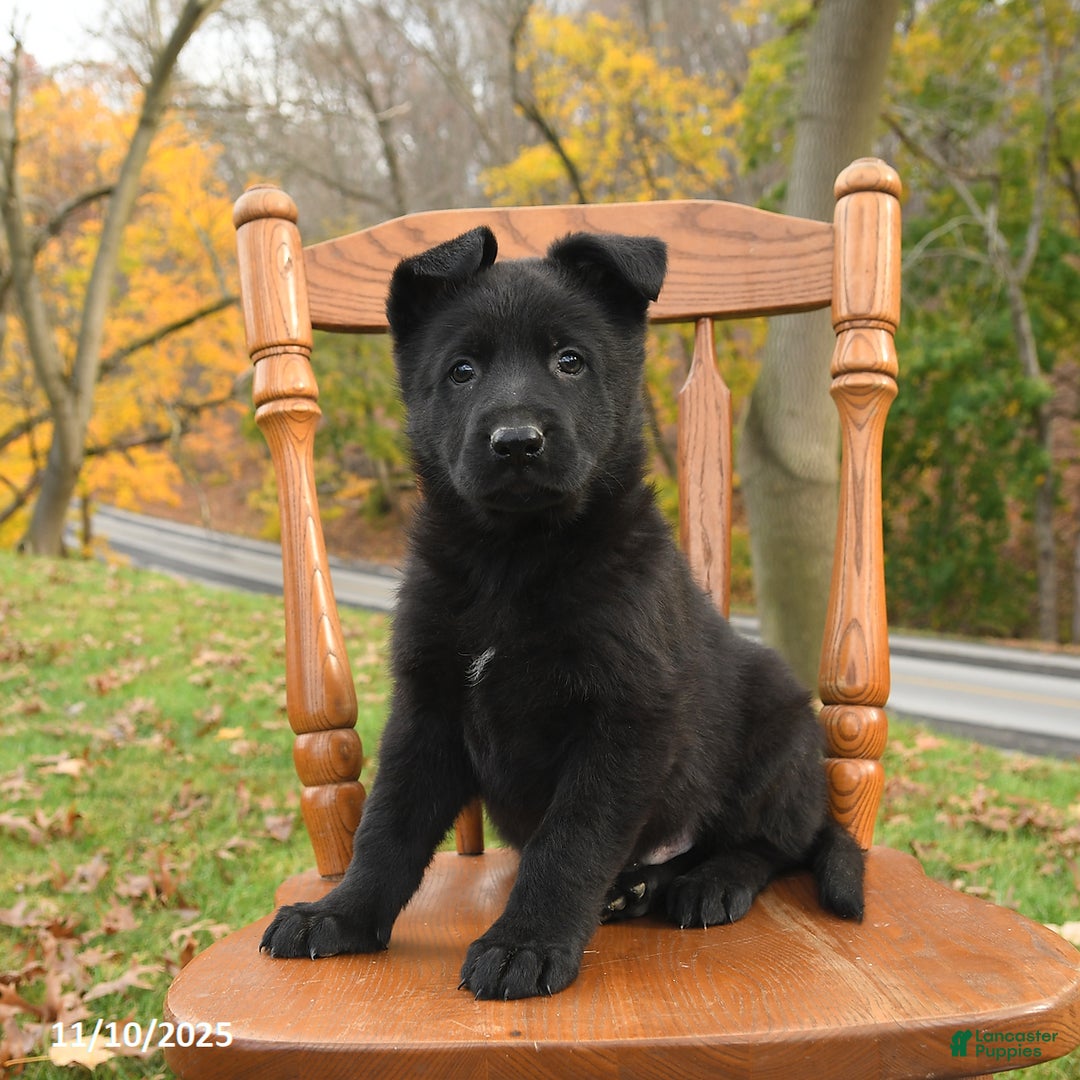 German Shepherd dogs for sale: Moose - Ad 2