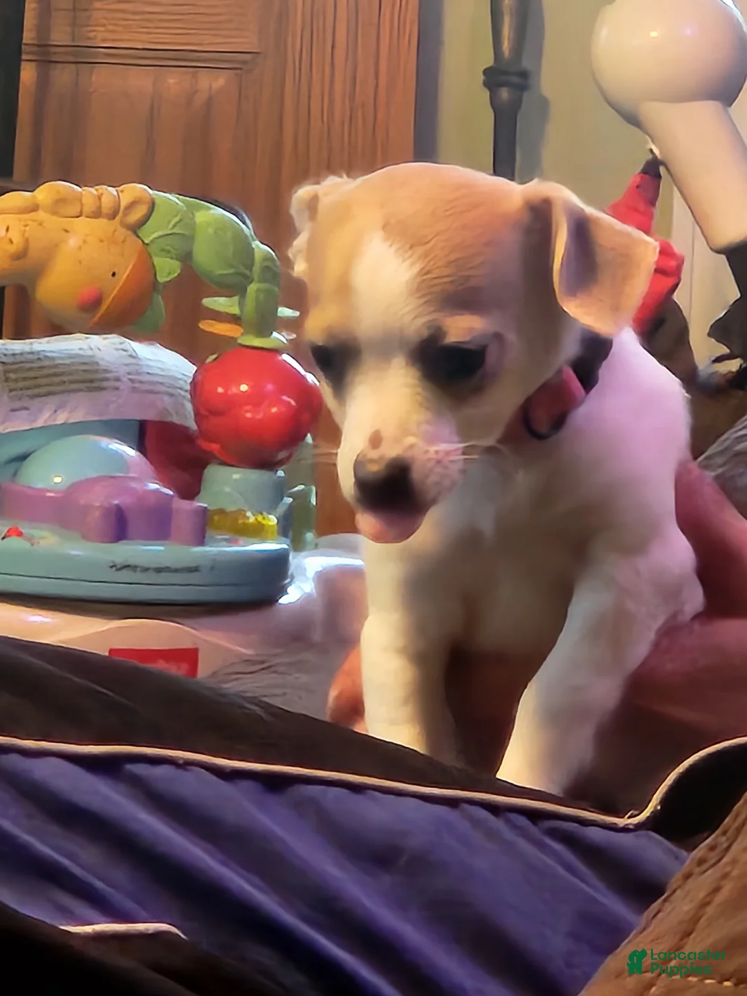 Chihuahua dogs for sale: Chihuahua Puppy 4 - Ad 18