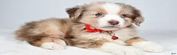Miniature Australian Shepherd dogs for sale: Daisy - Ad 5