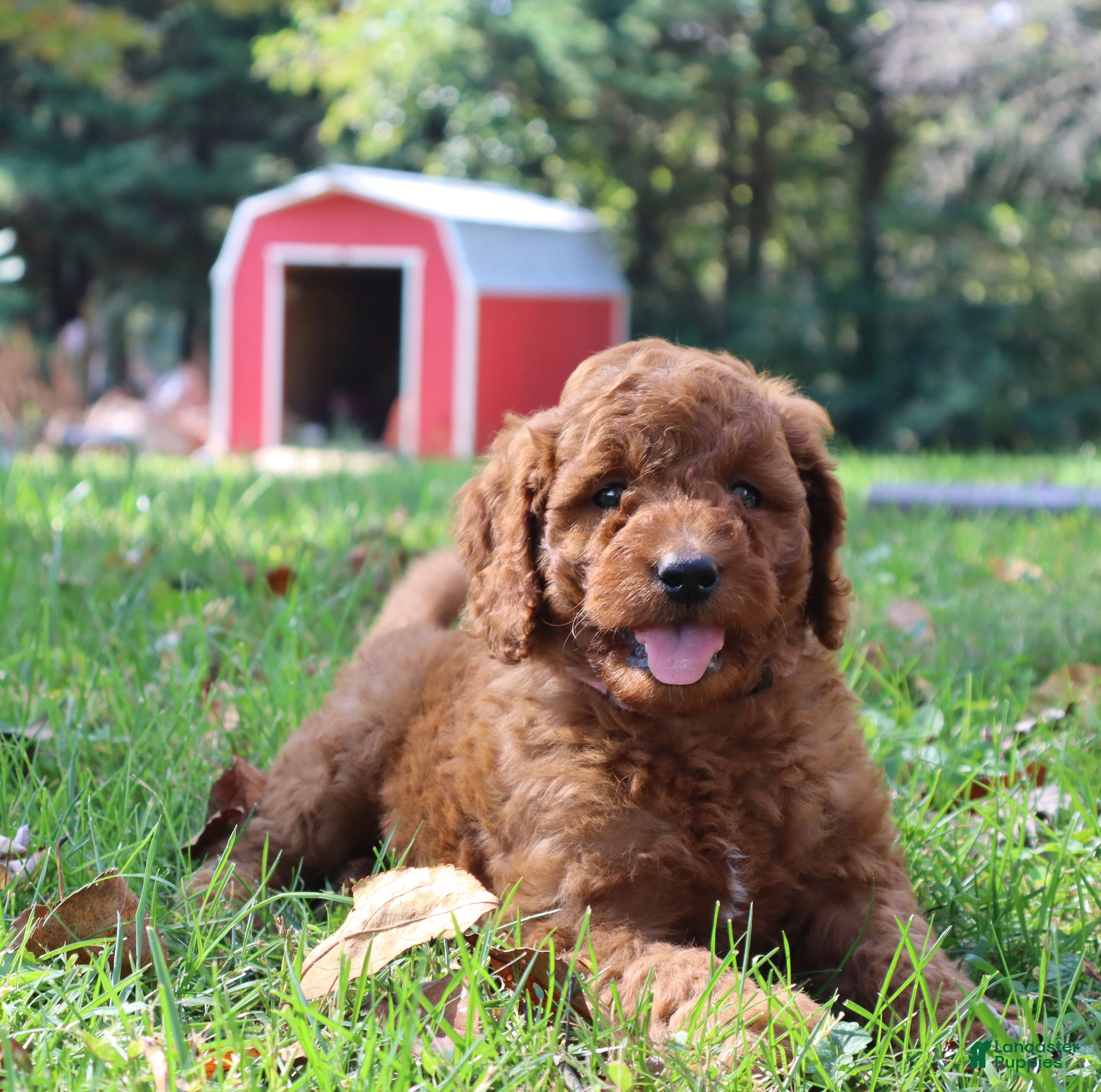 Mini Goldendoodle dogs Spice - Ad 1