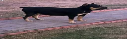 Cane Corso dogs for sale: Rupert - blue collar  - Ad 6