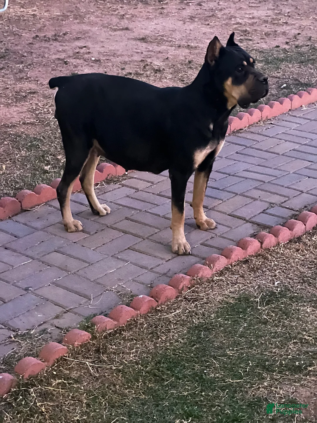 Cane Corso dogs for sale: ted -white collar  - Ad 2