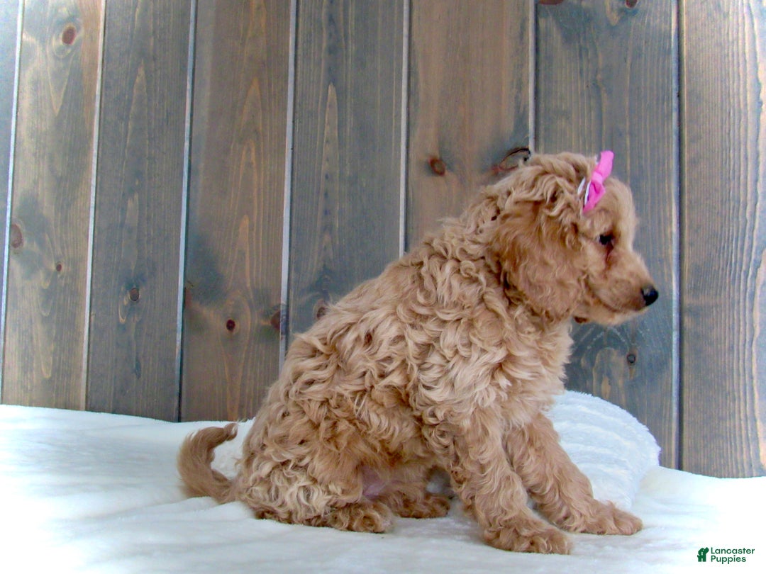 Mini Goldendoodle dogs for sale: Mindy - Ad 17