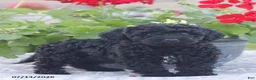 Miniature Poodle dogs for sale: Nevin - Ad 10