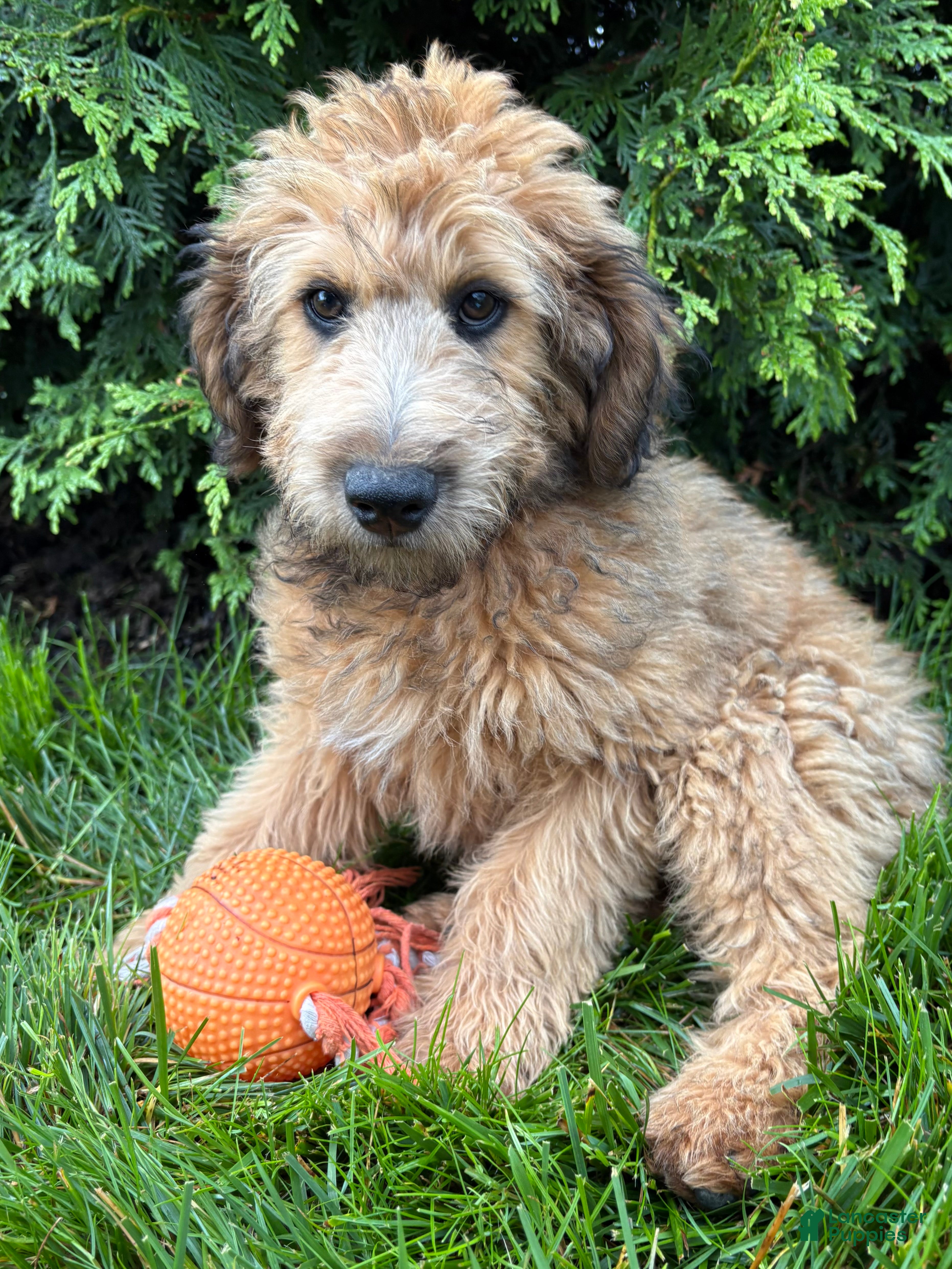 Whoodle dogs Dominic - Ad 1