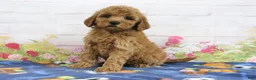 Mini Goldendoodle dogs for sale: Fifi - Ad 3