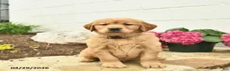 Golden Retriever dogs for sale: Copper  - Ad 1