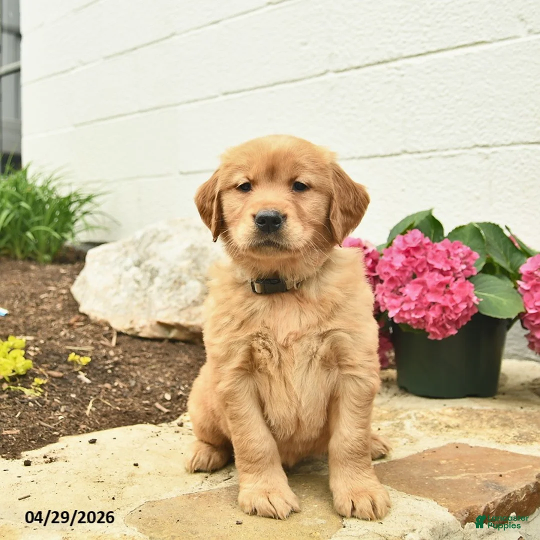 Golden Retriever dogs for sale: Copper  - Ad 1