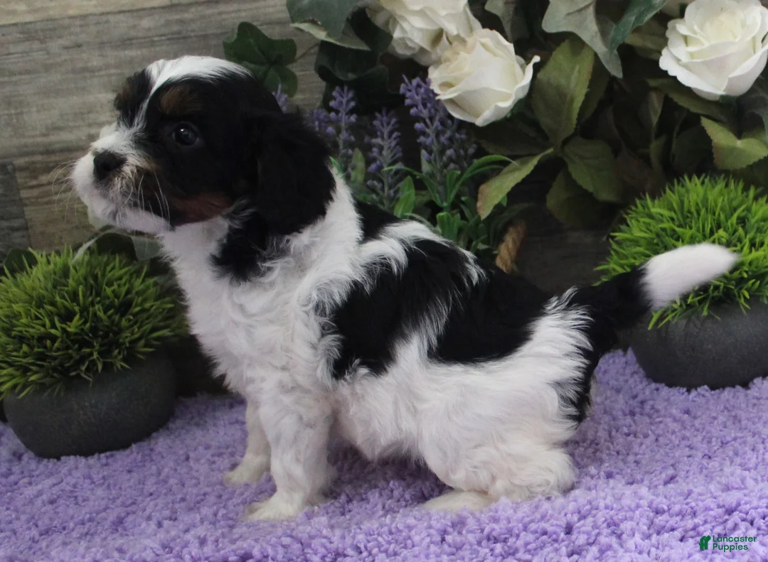 Cavapoo dogs for sale: Adeline's Puppy #2 - Ad 2