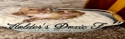 Miniature Dachshund dogs for sale: Doc - Ad 3