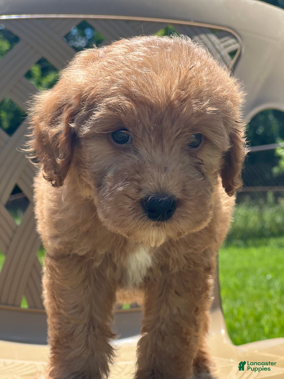 Gallery Image {{count}}