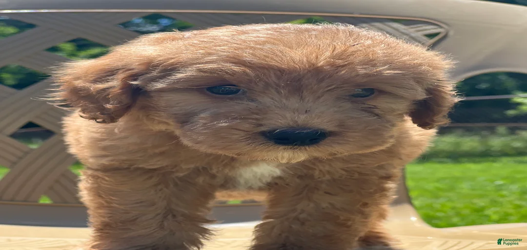 Gallery Image {{count}}