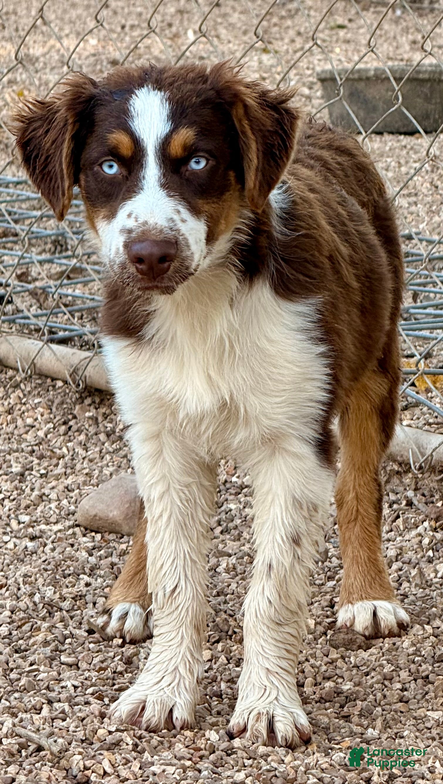 Australian Shepherd dogs Copper - Ad 4