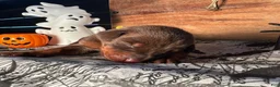 Doberman Pinscher dogs for sale: Pumpkin Spice: European Bloodlines  - Ad 2