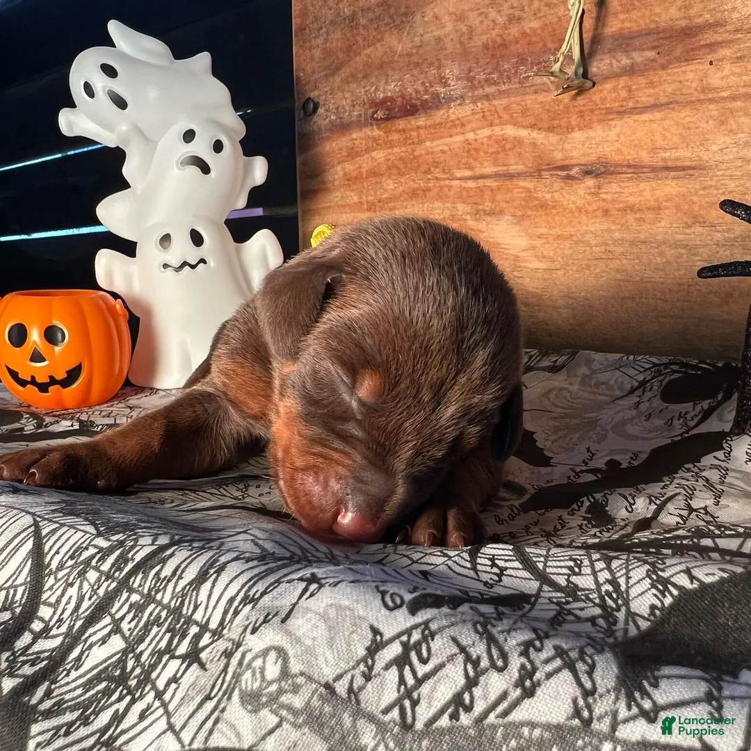 Doberman Pinscher dogs for sale: Pumpkin Spice: European Bloodlines  - Ad 2
