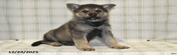 German Shepherd dogs for sale: Mason - Ad 3