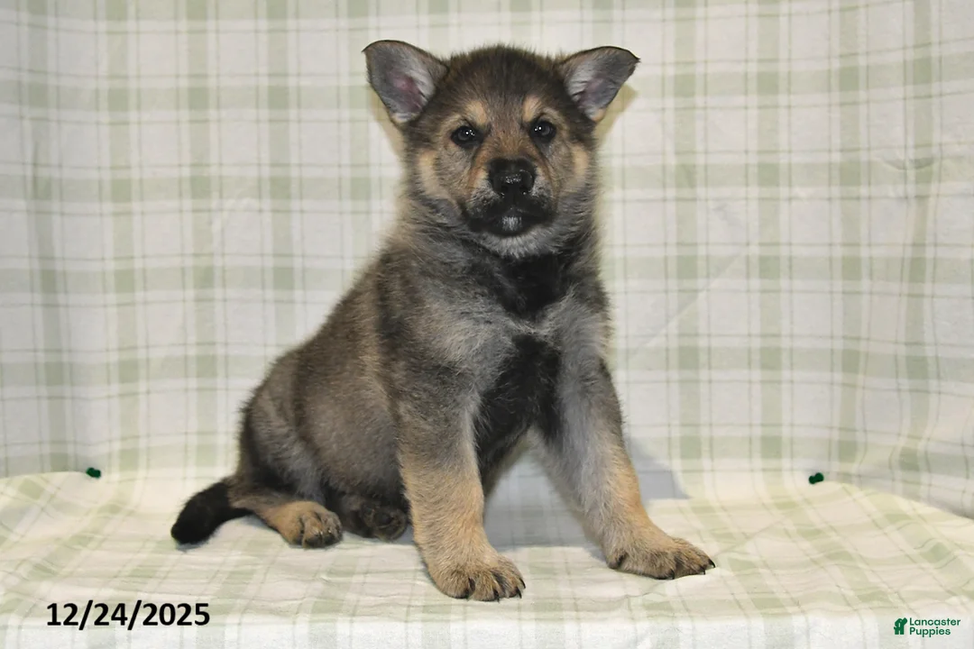 German Shepherd dogs for sale: Mason - Ad 8