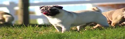 Pug dogs for sale: Astro - Ad 9