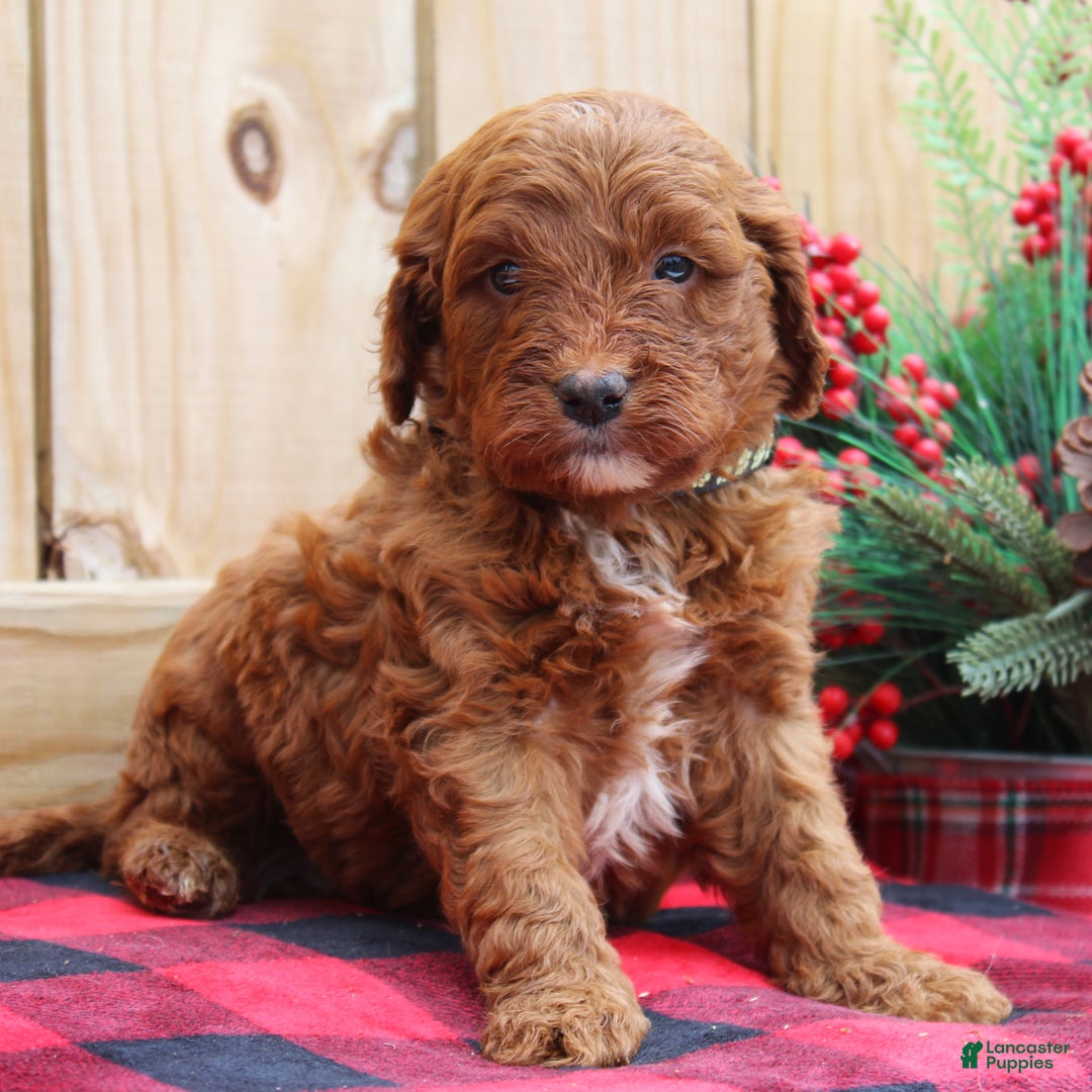 Irish Doodle dogs for sale: Tucker - Mini - Ad 2