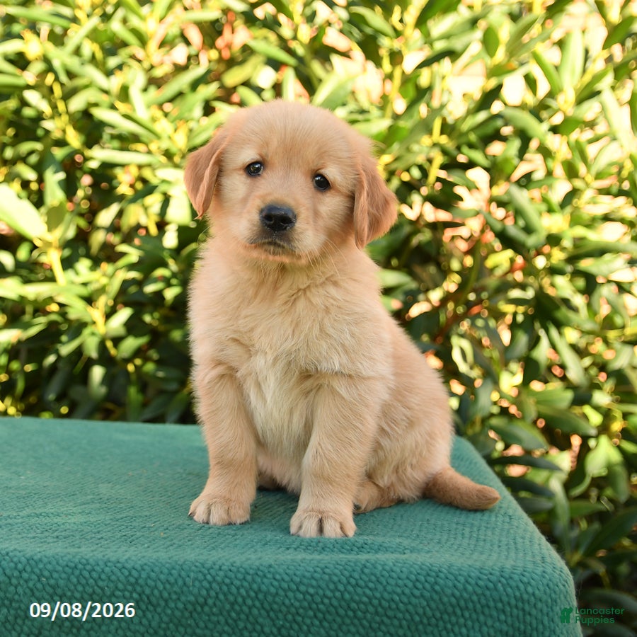 Golden Retriever dogs Noodles - Ad 1