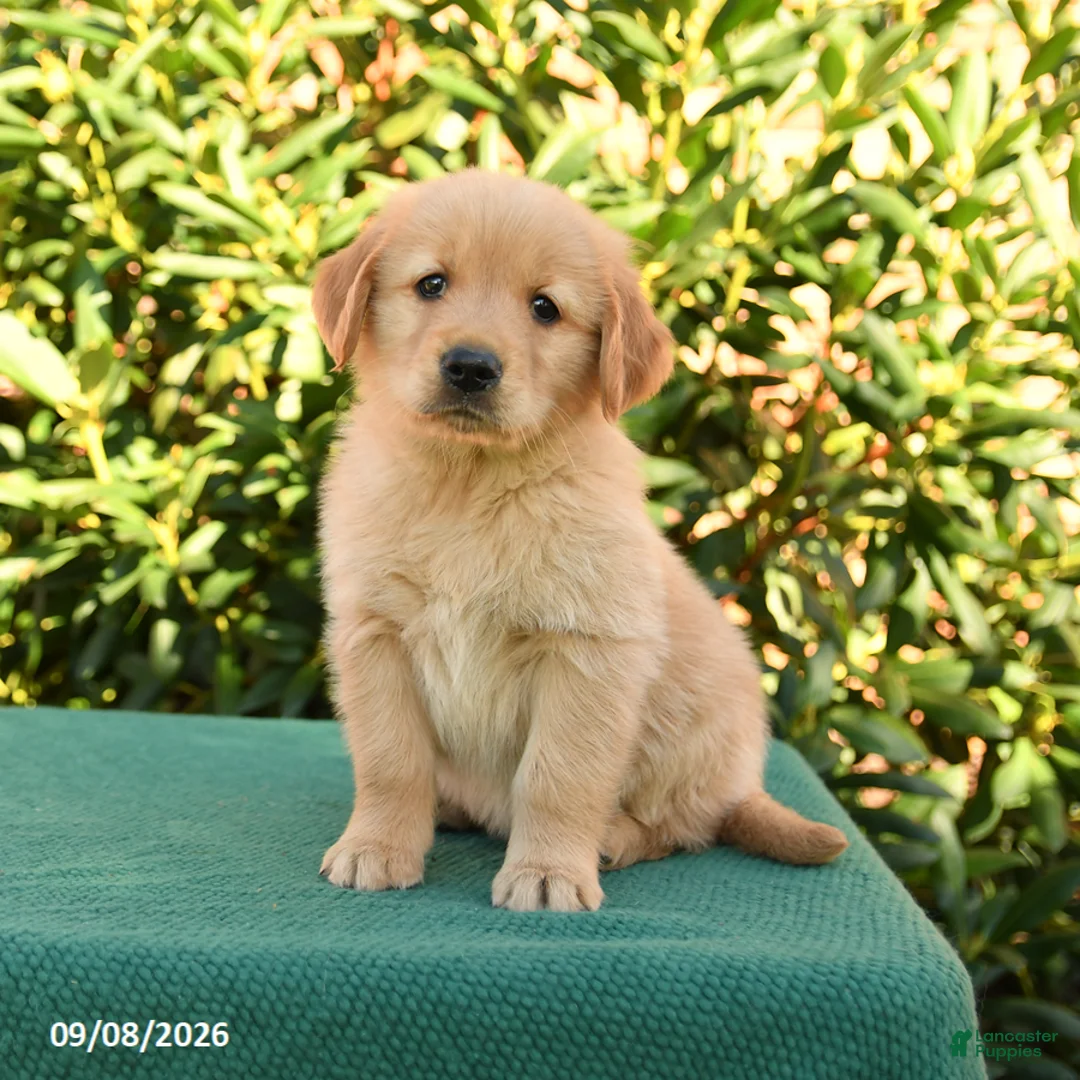 Golden Retriever dogs for sale: Noodles - Ad 1