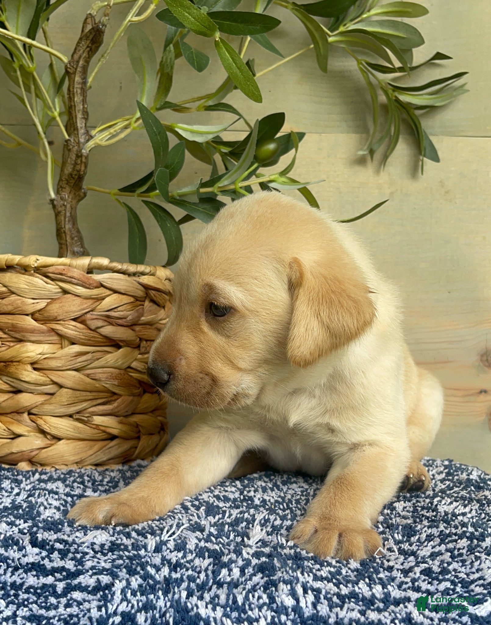 Labrador Retriever dogs Green - Ad 2