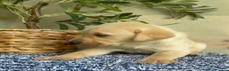 Labrador Retriever dogs for sale: Green - Ad 2