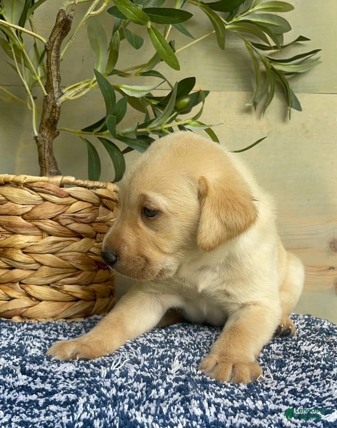Labrador Retriever dogs for sale: Green - Ad 2