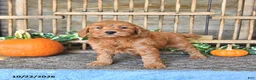 Mini Goldendoodle dogs for sale: Bella   - Ad 3