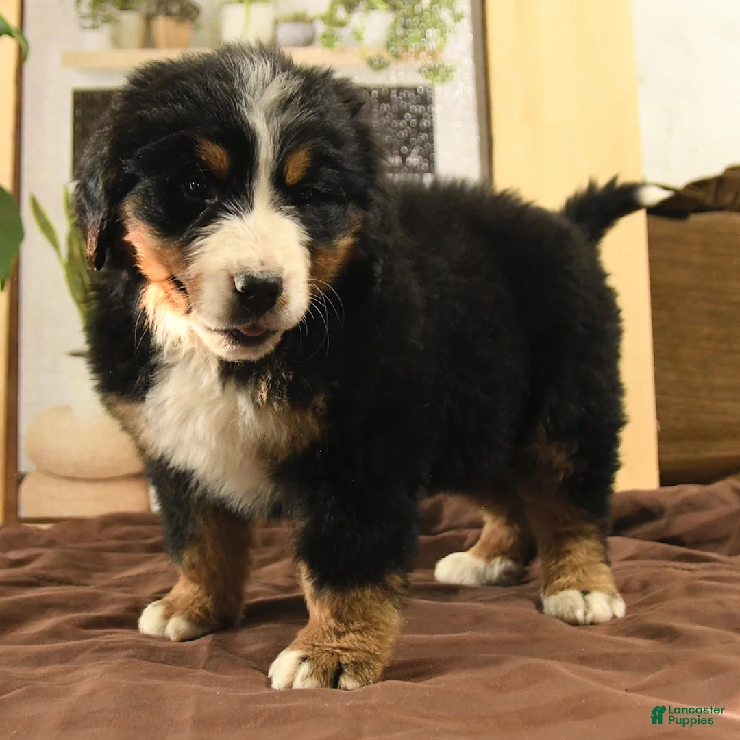 Bernedoodle dogs for sale: Ringo - Ad 2
