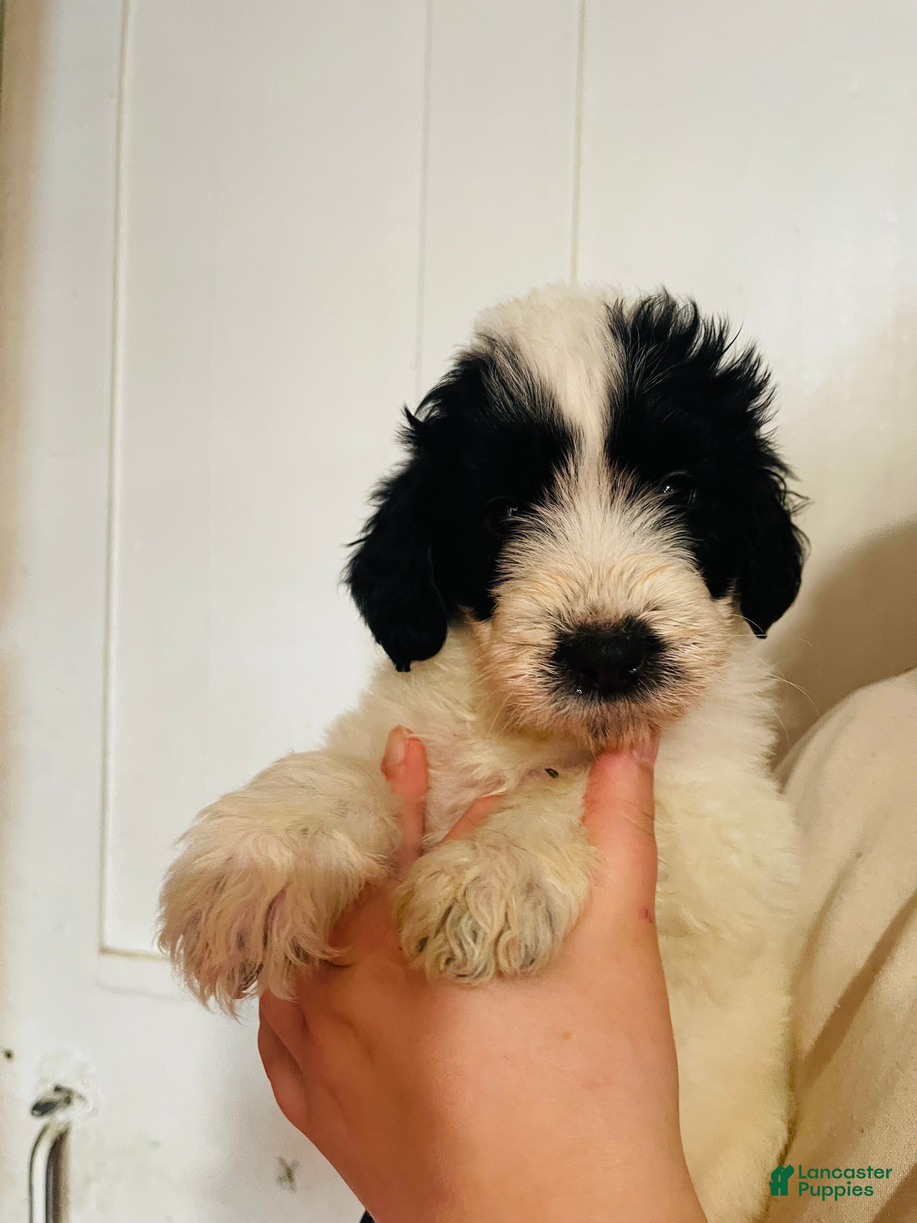 Mixed Breed dogs Molly - Ad 35