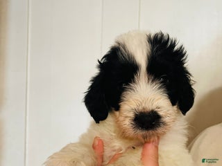 Mixed Breed dogs Molly - Ad 35