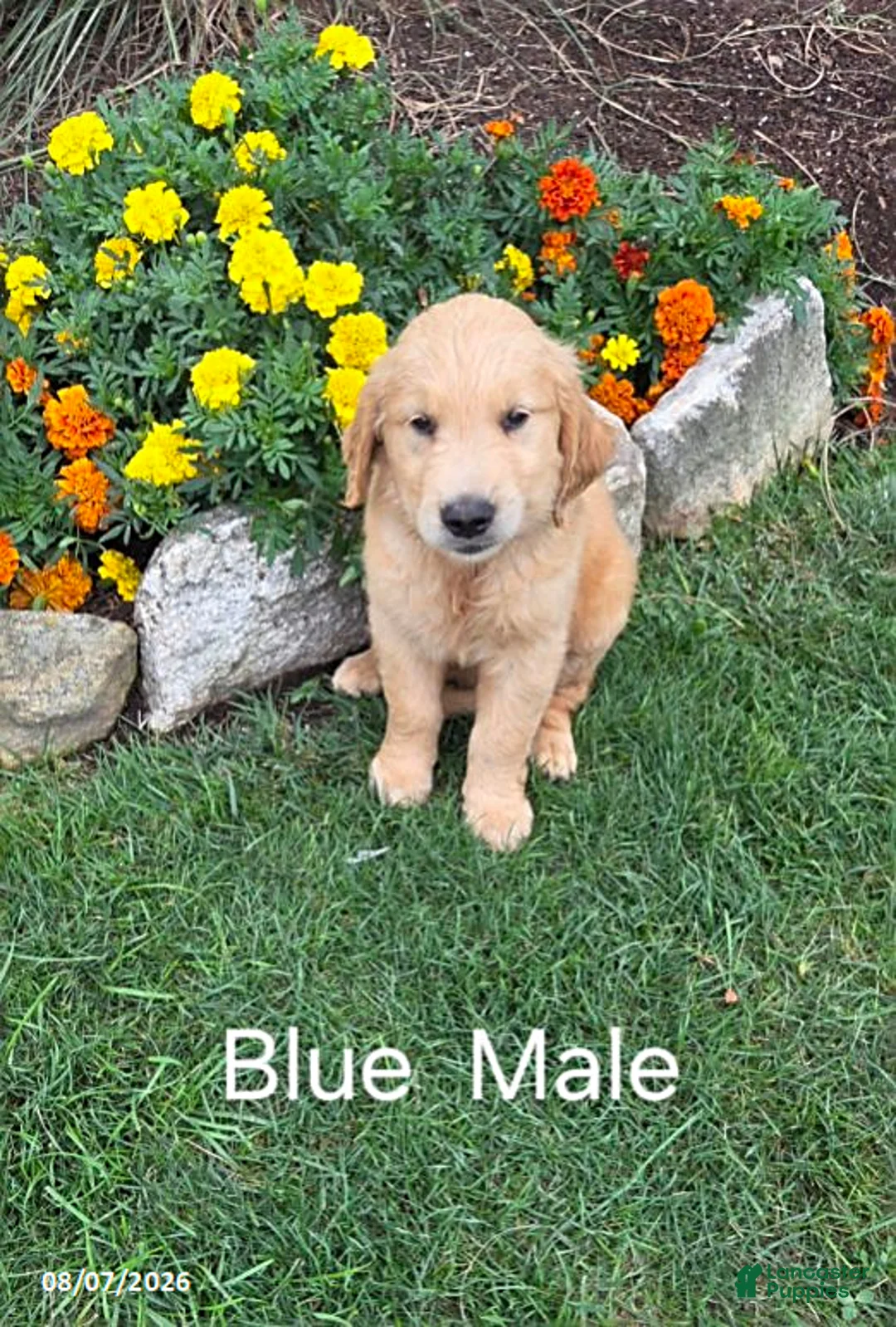 Golden Retriever dogs for sale: Oliver - Ad 1