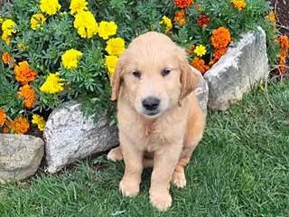 Golden Retriever dogs Oliver - Ad 31