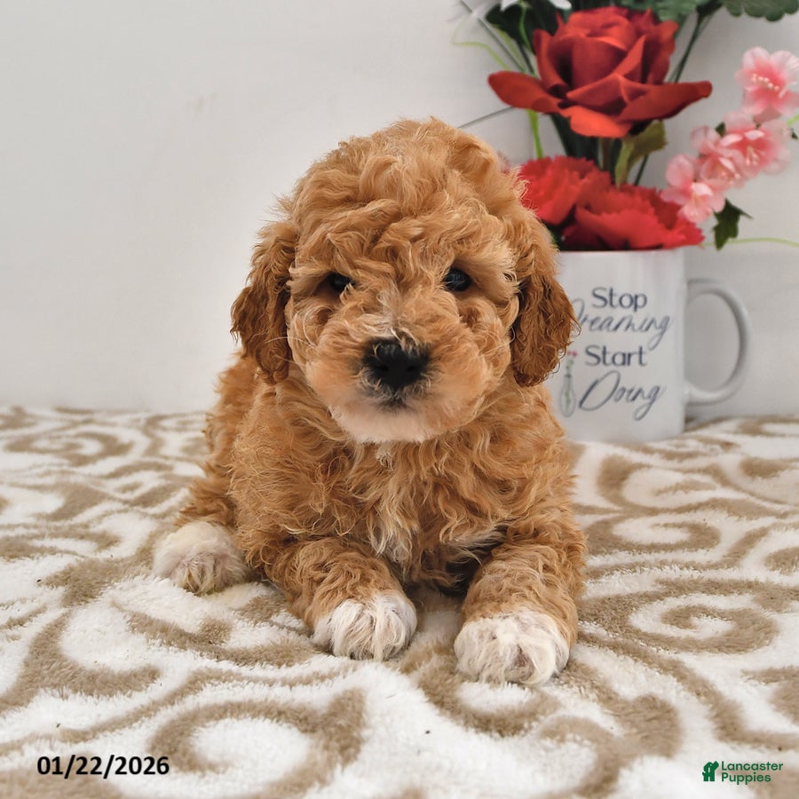 Mini Goldendoodle dogs Octavia - SPECIAL NEEDS - Ad 1