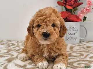 Mini Goldendoodle dogs Octavia - SPECIAL NEEDS - Ad 1