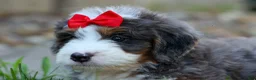 Mini Bernedoodle dogs for sale: 🐾 Meet Pilot 🐾 - Ad 4