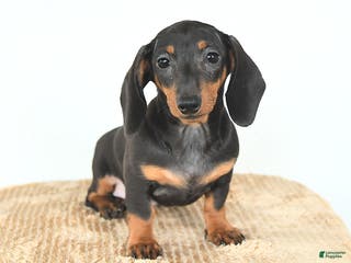 Miniature Dachshund dogs Sadie - Ad 24