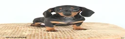 Miniature Dachshund dogs for sale: Sadie - Ad 1
