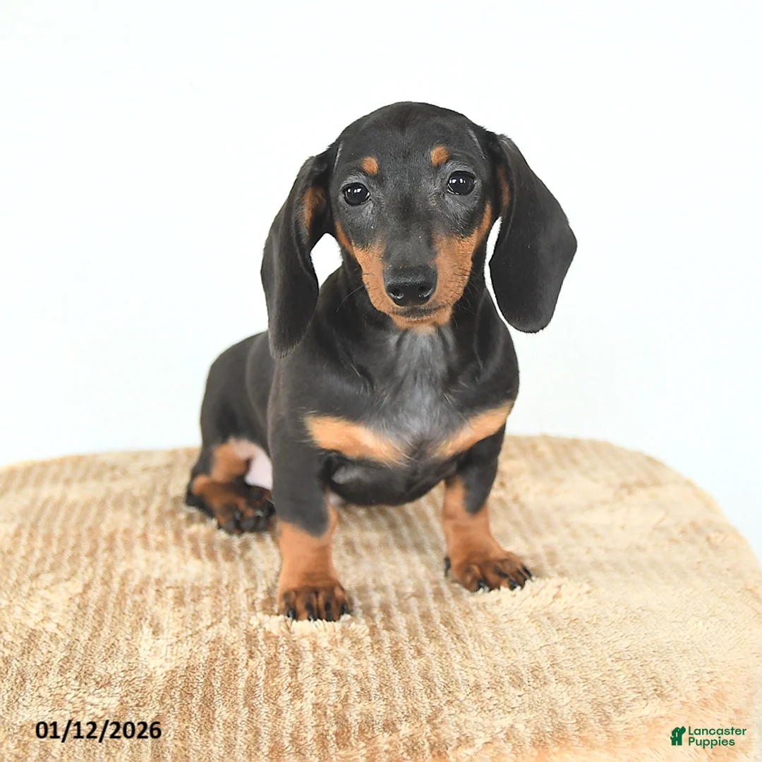 Miniature Dachshund dogs for sale: Sadie - Ad 1