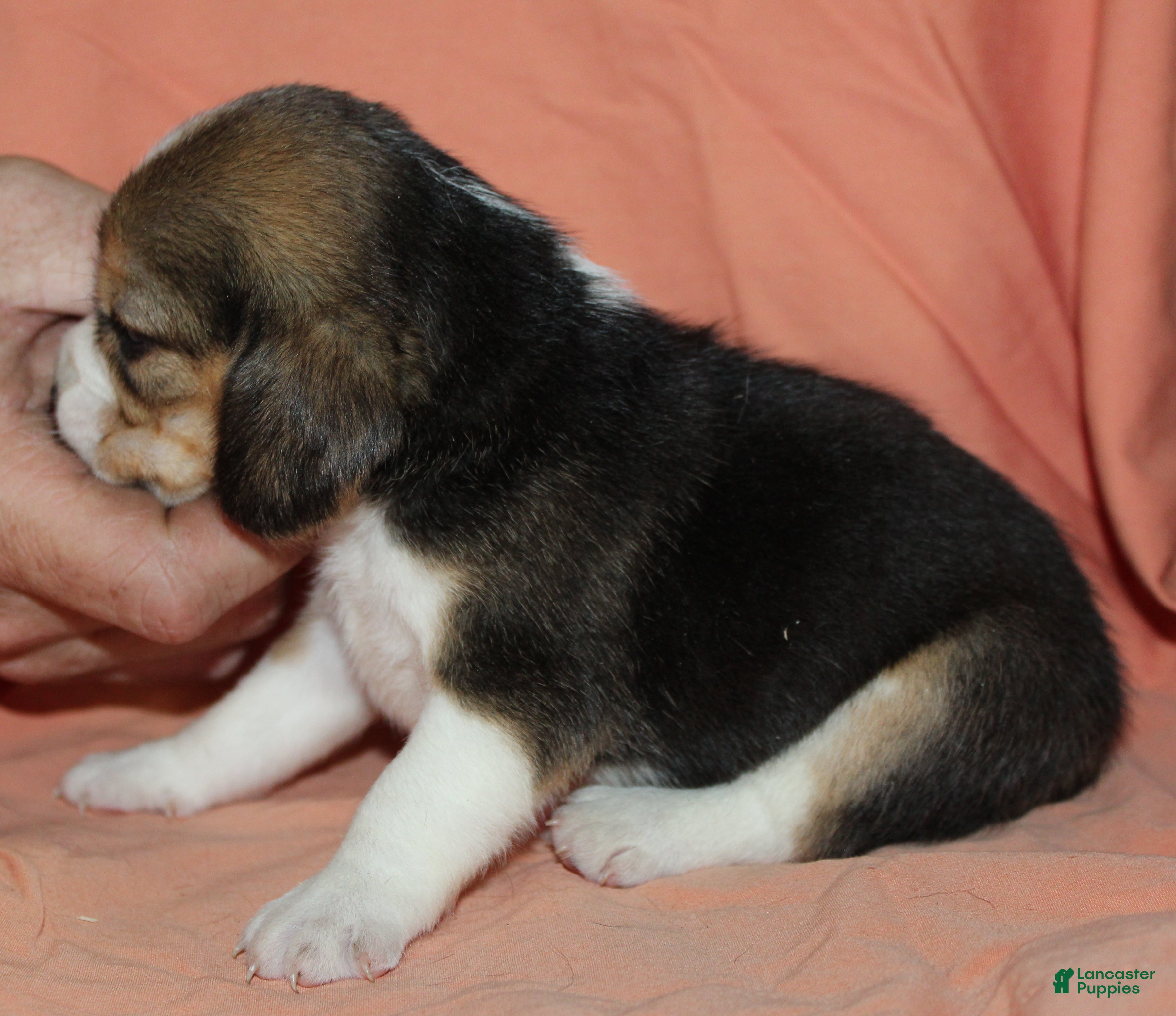 Beagle dogs Gail - Ad 34