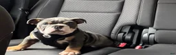 English Bulldog dogs for sale: Craig - Ad 3