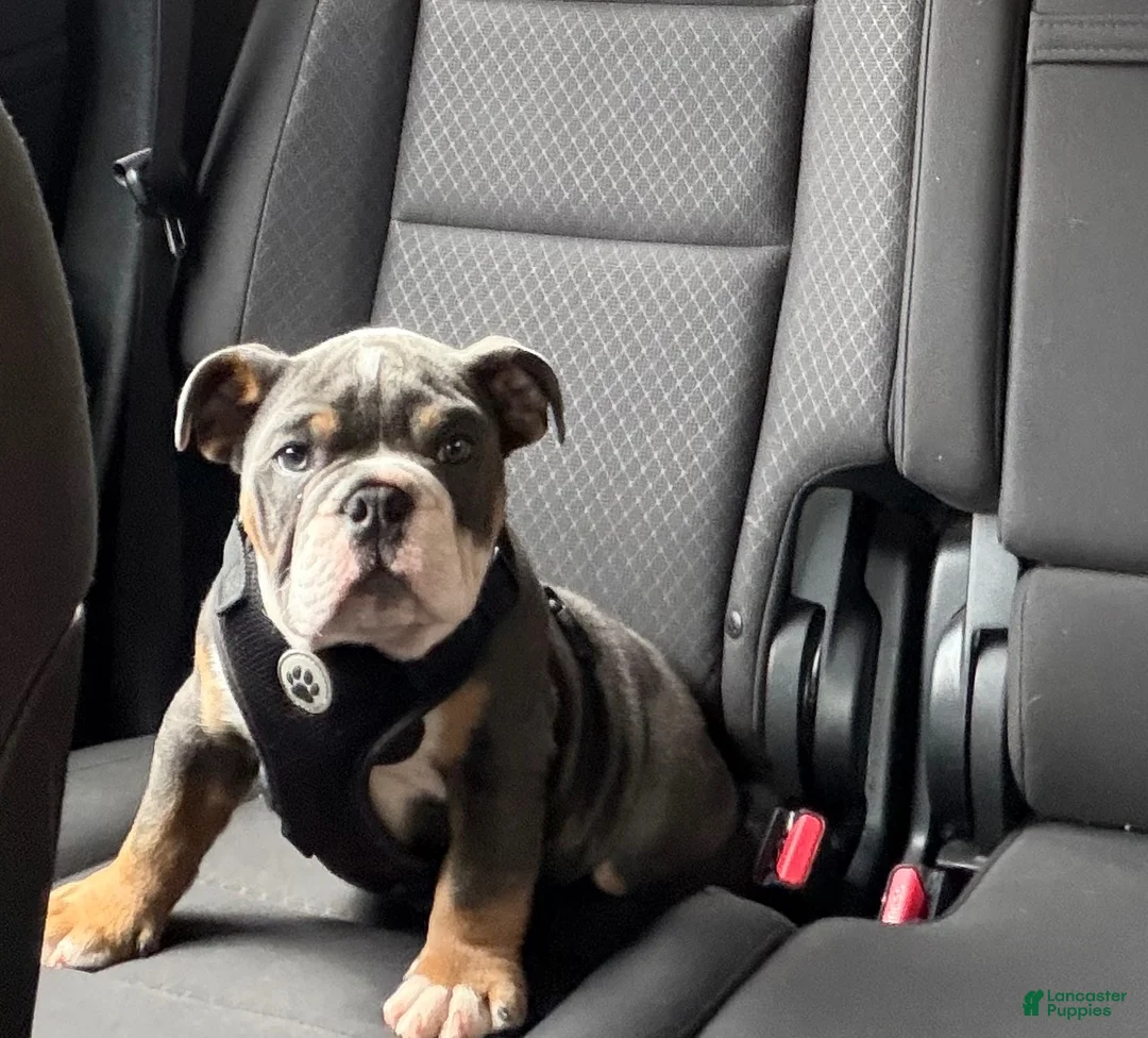 English Bulldog dogs for sale: Craig - Ad 3
