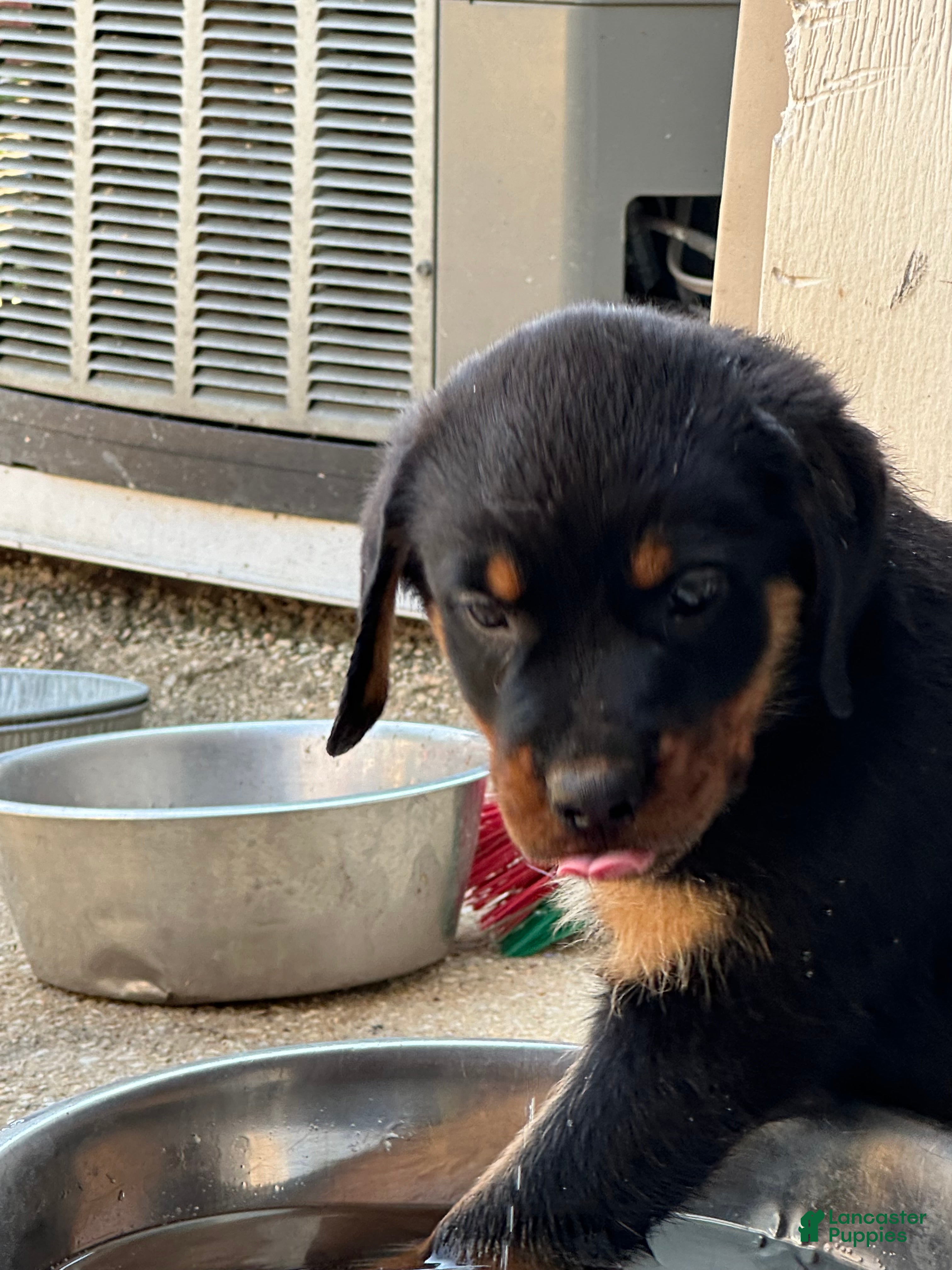 Rottweiler dogs Roxy - Ad 2