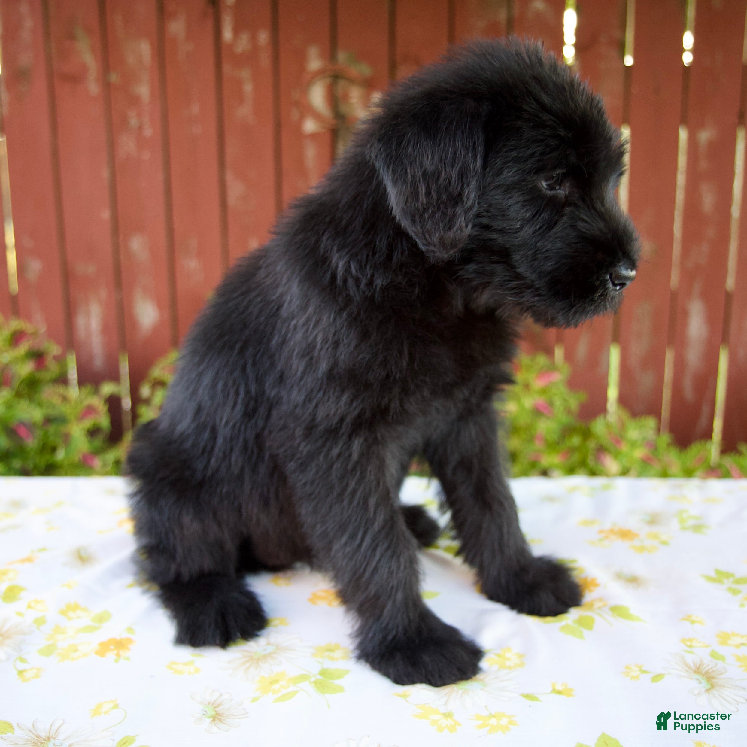 Giant Schnauzer dogs Rachelle - Ad 2